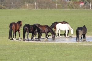 Pferdeweide, Galgenbegrhof, Foto Katrin Riegel