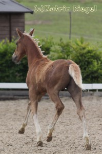 Galgenberghof's Little Fighter, Hengstfohlen vom Little Big Man aus der Galgenberghof's Alexa (v. Alexander), geboren 09.04.2016, Züchter: Galgenberghof Müncheberg