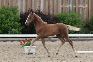 Galgenberghof's Little Fighter, Hengstfohlen vom Little Big Man aus der Galgenberghof's Alexa (v. Alexander), geboren 09.04.2016, Züchter: Galgenberghof Müncheberg