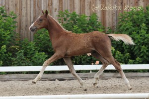 Galgenberghof's Little Fighter, Hengstfohlen vom Little Big Man aus der Galgenberghof's Alexa (v. Alexander), geboren 09.04.2016, Züchter: Galgenberghof Müncheberg