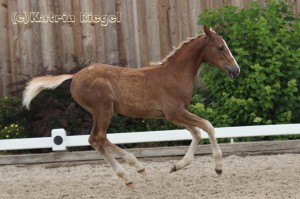 Galgenberghof's Little Fighter, Hengstfohlen vom Little Big Man aus der Galgenberghof's Alexa (v. Alexander), geboren 09.04.2016, Züchter: Galgenberghof Müncheberg