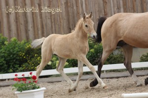 Hengstfohlen vom Hesselteichs Golden Dream aus der Arielle (v. Kaiserwalzer), geboren 23.04.2016, Züchter: Julia Voigtländer