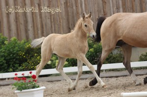 Hengstfohlen vom Hesselteichs Golden Dream aus der Arielle (v. Kaiserwalzer), geboren 23.04.2016, Züchter: Julia Voigtländer