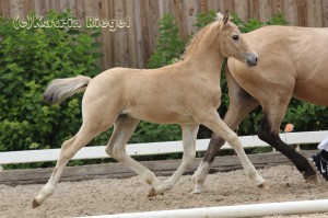 Hengstfohlen vom Hesselteichs Golden Dream aus der Arielle (v. Kaiserwalzer), geboren 23.04.2016, Züchter: Julia Voigtländer