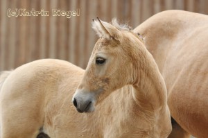 Hengstfohlen vom Hesselteichs Golden Dream aus der Arielle (v. Kaiserwalzer), geboren 23.04.2016, Züchter: Julia Voigtländer