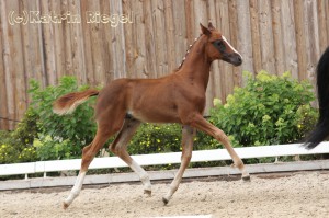 Hengstfohlen vom Benicio aus der Quick leg (v. Quaterman), geboren 09.05.2016, Züchter: Julia Voigtländer 