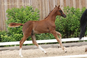 Hengstfohlen vom Benicio aus der Quick leg (v. Quaterman), geboren 09.05.2016, Züchter: Julia Voigtländer 