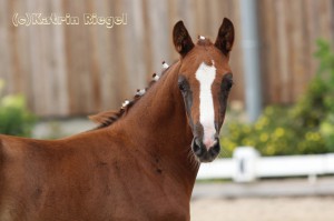 Hengstfohlen vom Benicio aus der Quick leg (v. Quaterman), geboren 09.05.2016, Züchter: Julia Voigtländer 