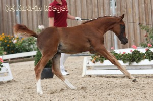 Hengstfohlen vom Benicio aus der Quick leg (v. Quaterman), geboren 09.05.2016, Züchter: Julia Voigtländer 