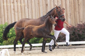 Stutfohlen vom Foundation aus der Caribic (v. Cartier), geboren 02.04.2016, Züchter: Julia Voigtländer 