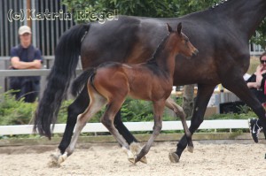 Stutfohlen vom Quaterback aus der Renate (v. Romanov Blue Hors), geboren 13.06.2016, Züchter: Julia Voigtländer 