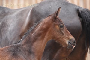 Stutfohlen vom Quaterback aus der Renate (v. Romanov Blue Hors), geboren 13.06.2016, Züchter: Julia Voigtländer 