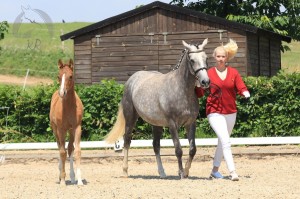 Hengstfohlen vom Foundation aus der Charming (v. FS Champion Deluxe), geboren am 13.04.2017