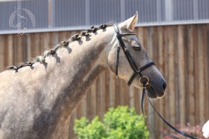 Hengstfohlen vom Foundation aus der Charming (v. FS Champion Deluxe), geboren am 13.04.2017