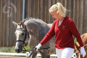 Hengstfohlen vom Foundation aus der Charming (v. FS Champion Deluxe), geboren am 13.04.2017