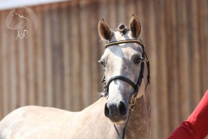 Hengstfohlen vom Foundation aus der Charming (v. FS Champion Deluxe), geboren am 13.04.2017