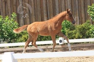 Hengstfohlen vom Foundation aus der Charming (v. FS Champion Deluxe), geboren am 13.04.2017