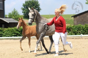 Hengstfohlen vom Foundation aus der Charming (v. FS Champion Deluxe), geboren am 13.04.2017