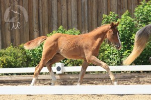 Hengstfohlen vom Foundation aus der Charming (v. FS Champion Deluxe), geboren am 13.04.2017