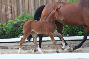 Stutfohlen vom Foundation aus der Doris Daylight (v. Danone), geboren am 22.05.2017