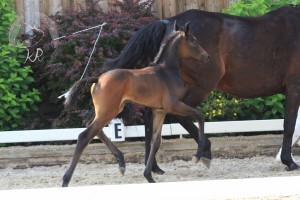 Stutfohlen vom Hickstead White aus der Peppi (v. Landfriese), geboren am 28.06.2017