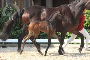 Stutfohlen vom Hickstead White aus der Peppi (v. Landfriese), geboren am 28.06.2017