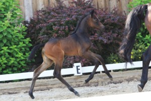 Stutfohlen vom Hickstead White aus der Peppi (v. Landfriese), geboren am 28.06.2017