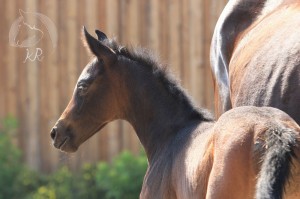 Stutfohlen vom Hickstead White aus der Peppi (v. Landfriese), geboren am 28.06.2017