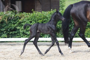 Hengstfohlen vom Le Vivaldi aus der Renate (v. Romanov Blue Horse), geboren am 03.07.2017