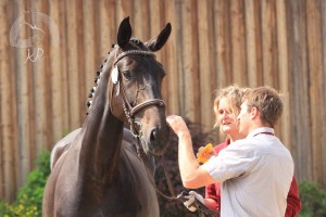 Hengstfohlen vom Le Vivaldi aus der Renate (v. Romanov Blue Horse), geboren am 03.07.2017