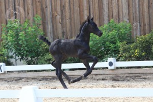 Hengstfohlen vom Le Vivaldi aus der Renate (v. Romanov Blue Horse), geboren am 03.07.2017