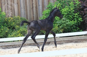 Hengstfohlen vom Le Vivaldi aus der Renate (v. Romanov Blue Horse), geboren am 03.07.2017