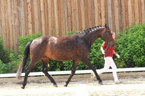 Hengstfohlen vom Benicio aus der So Nice (v. Sir Donnerhall), geboren am 27.03.2017