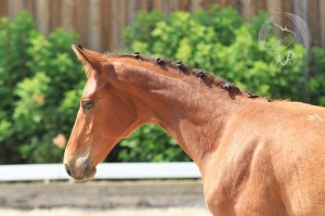 Hengstfohlen vom Benicio aus der So Nice (v. Sir Donnerhall), geboren am 27.03.2017