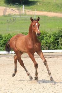 Hengstfohlen vom Benicio aus der So Nice (v. Sir Donnerhall), geboren am 27.03.2017