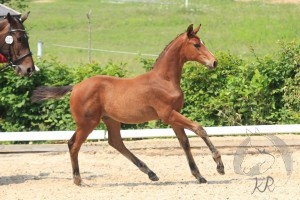 Hengstfohlen vom Benicio aus der So Nice (v. Sir Donnerhall), geboren am 27.03.2017