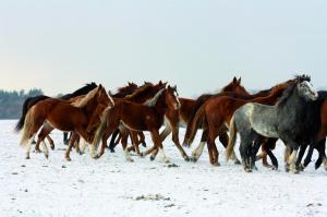 Jungpferdeherde im Winter, Foto: Katrin Riegel