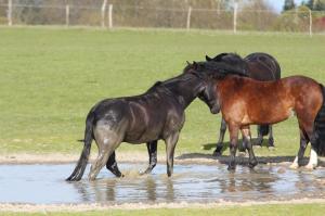 Wasserspaß auf der Koppel, Foto: Katrin Riegel